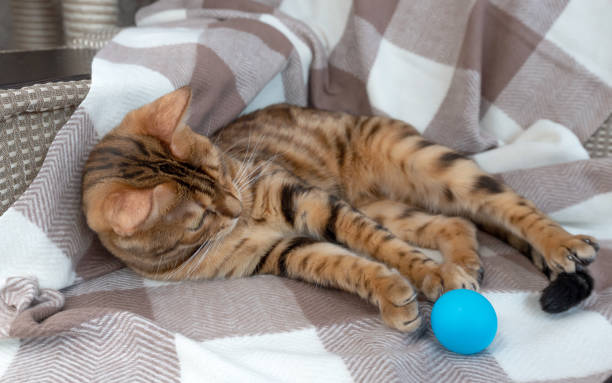 istock Bengal cat playing with a blue ball on the sofa 1310094611