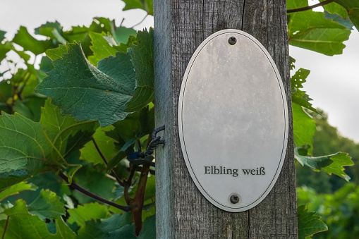Elbling is a white grape variety of vitis vinifera.