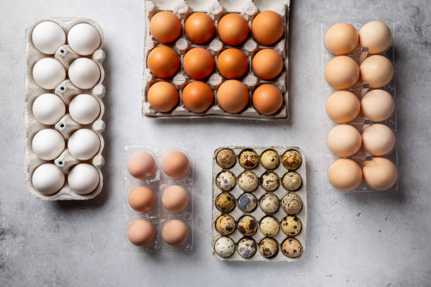 Different types of chicken eggs, guinea fowl and quail egg in eggs cartons on gray background.  Top view. Different types of chicken eggs, guinea fowl and quail egg in eggs cartons on gray background.  Top view. guinea fowl stock pictures, royalty-free photos & images