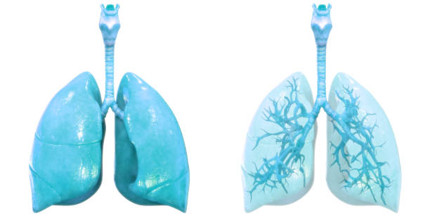 anatomia dos pulmões do sistema respiratório humano - árvore brônquica - fotografias e filmes do acervo