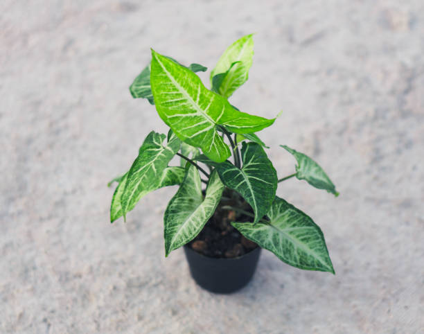 istock Fresh green arrowhead vine plant (Syngonium podophyllum) in black pot 1310097138
