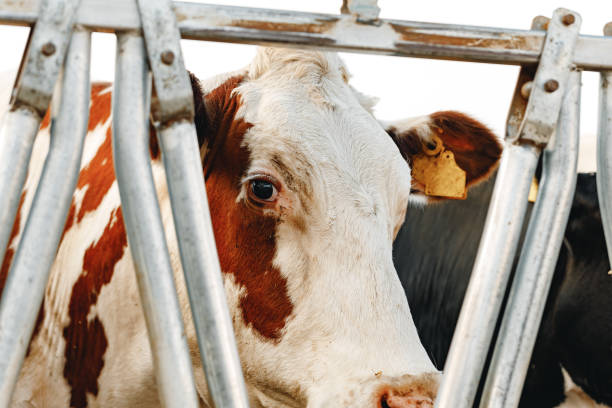 istock Adult cows standing in a stall on a farm 1310098498
