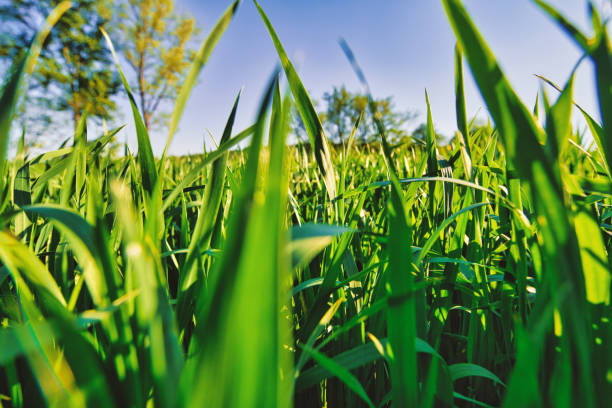 istock growing plants - agriculture - nature - wheat 1310098955
