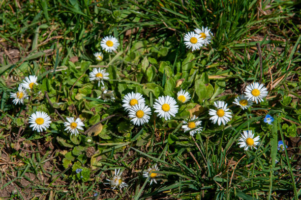 istock Beautiful Daisies on a meadow 1310099069