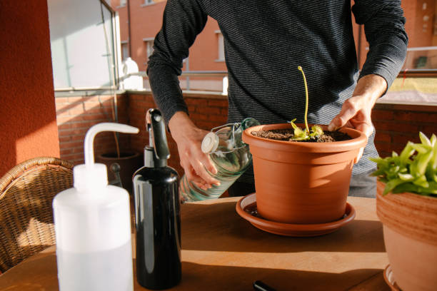 istock Young Cucassic man watering plants 1310099101