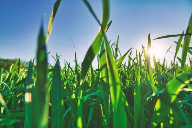 istock growing plants - agriculture - nature - wheat ears 1310099529
