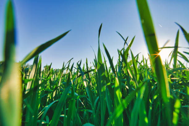 Shoot directly into the sun. The sun beams warm sunlight over the growing wheat ears to illuminate them on a agriculture field.