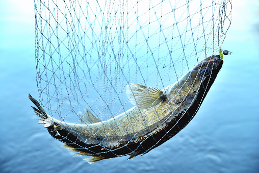 fish caught in the net against the background of water, zander, predator, close-up