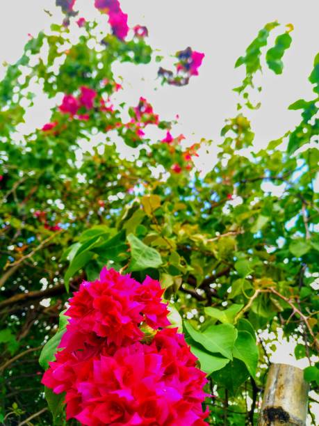 istock Bougenville pinky blossom 1310100324