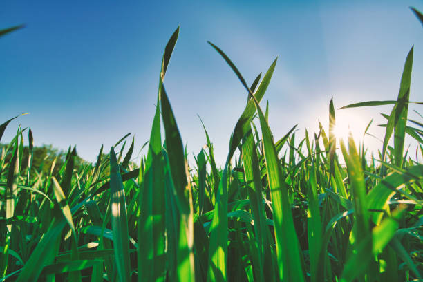 istock growing plants - agriculture - nature - wheat ears 1310100352