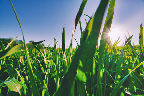 istock growing plants - agriculture - nature - wheat ears 1310100597