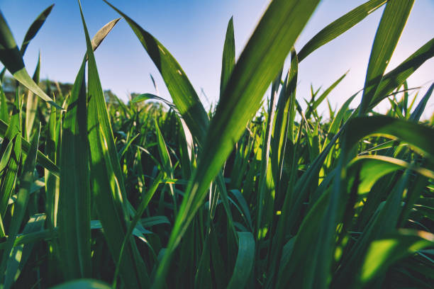 istock growing plants - agriculture - nature - wheat 1310100730