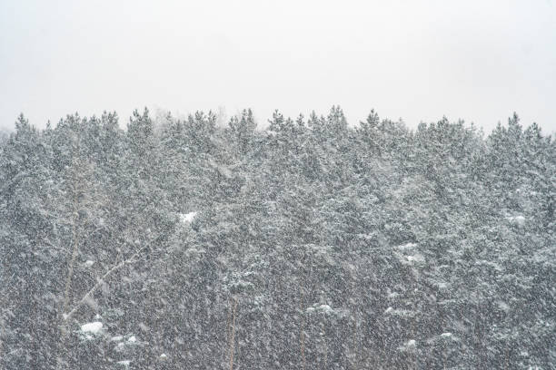 istock Heavy snowfall against the background of a white sky and dense coniferous forest 1310101624