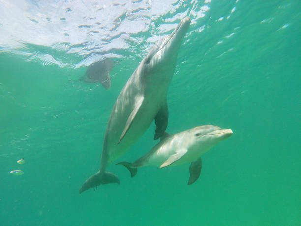 istock Swimming with mother and calf bottlenosed dolphins 1310101899