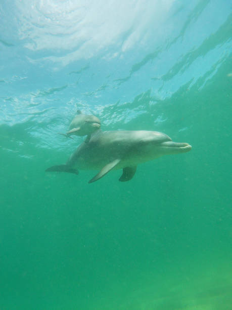 istock Dolphins in thier natural habitat 1310101928