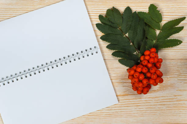 istock rowan ripe and opened blank notepad on white wooden table 1310102195