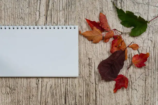 autumn colorful leaves and blank horizontal notepad on light wooden table