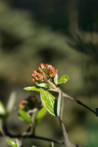 istock Burkwood viburnum 1310103071