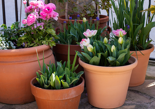 Pink tulips, ranunculus, daffodils and muscari in terra cotta pots. Spring bulbs in the garden