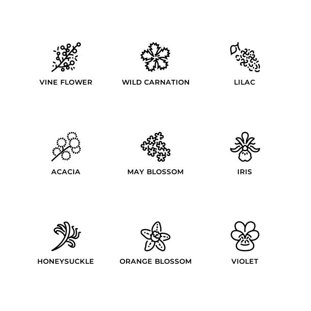 Vector set of design elements, logo design template, icons and badges for herbs and plants. Vector set of design elements, logo design template, icons and badges for herbs and plants. Line icon set, editable stroke. acacia tree stock illustrations