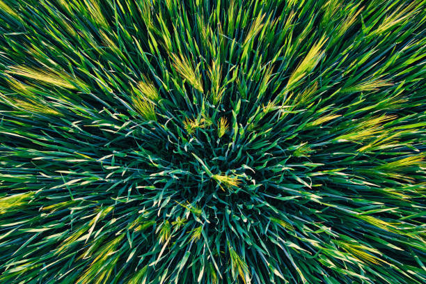 Looking direct over  a growing wheat field. The small wheat-ears where illuminted from sunlight.