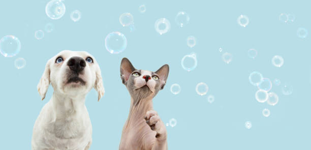 Banner two attentive pets dog and cat looking up. Isolated on blue backgoround with soap bubbles Banner two attentive pets dog and cat looking up. Isolated on blue backgoround with soap bubbles sphynx hairless cat photos stock pictures, royalty-free photos & images