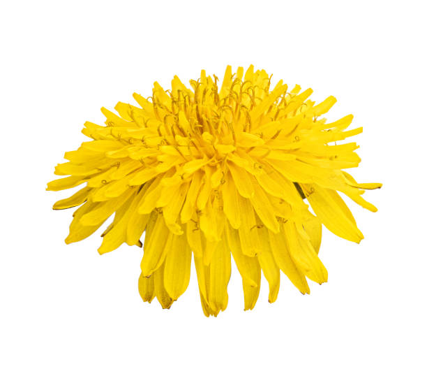 istock Fresh yellow dandelion isolated on white background 1310106347