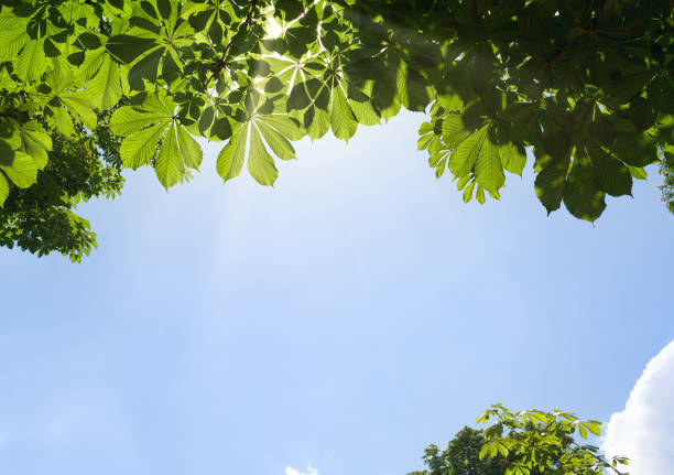 istock Green leaves of chestnut tree and sun light 1310107120