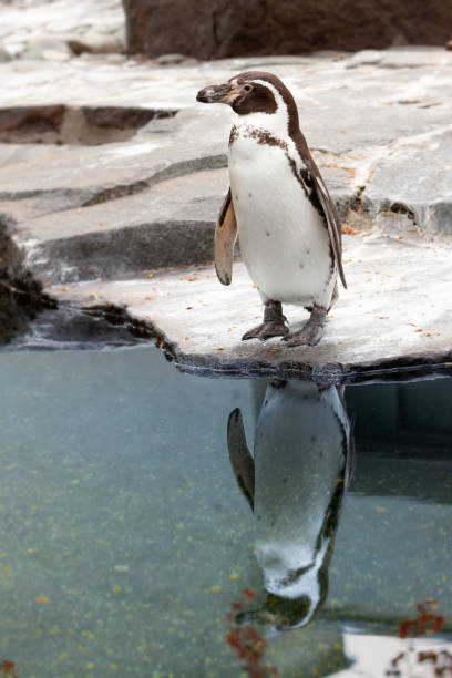 pingüino de pie en la costa rocosa con reflexión sobre el agua - jackass penguin penguin zoo swimming animal fotografías e imágenes de stock