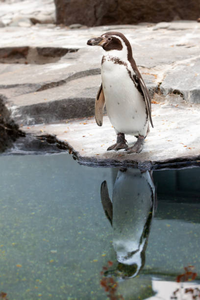 pinguim em pé em praia rochosa com reflexão sobre a água - jackass penguin penguin zoo swimming animal - fotografias e filmes do acervo