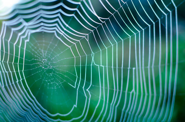 istock macro spider web in the dew close up. blurred background 1310107348