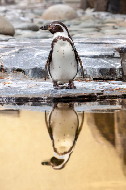 istock Penguin standing on rocky seashore with reflection on water 1310107352