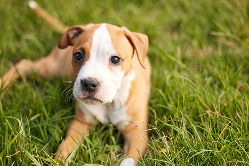 Shot of young puppy lying on the grass