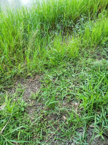 istock green grass in nature garden 1310108744