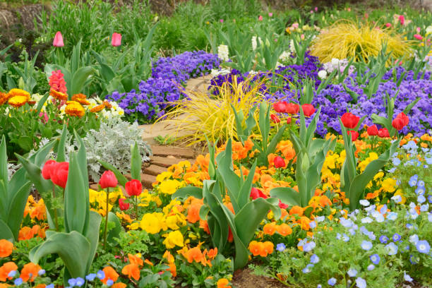 Gardening using spring flowers. Colorful spring flowers. Tulips, pansies, anemones, silver ragwort, etc. anemone flower photos stock pictures, royalty-free photos & images