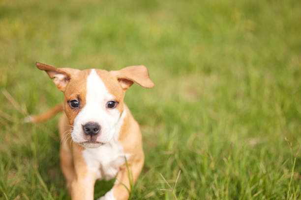 Shot of an adorable puppy playing on some grass