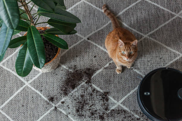 aspiradora robot limpia alfombra sucia y casa de gatos junto a la planta - dirt stunt fotografías e imágenes de stock