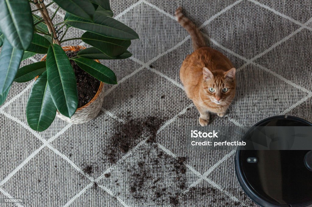 Robot vacuum cleaner cleaning dirty carpet and cat home next to plant Robot vacuum cleaner cleaning dirty carpet and cat at home next to plant Carpet - Decor Stock Photo