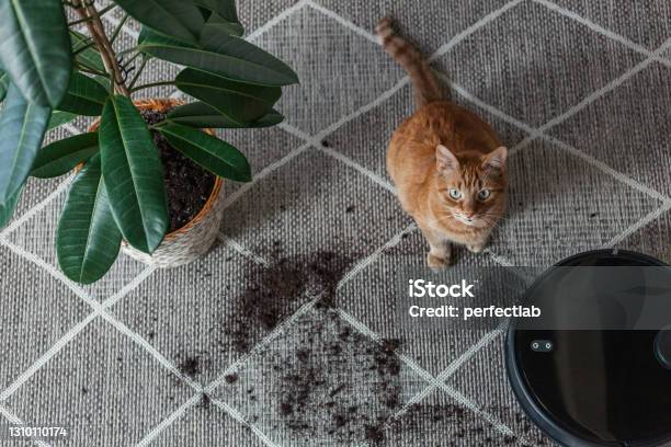 Robot Vacuum Cleaner Cleaning Dirty Carpet And Cat Home Next To Plant Stock Photo - Download Image Now
