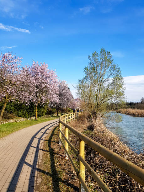 istock Peach trees in bloom on lake shore in spring 1310110430