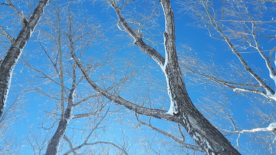Frosted tree branches with blue sky