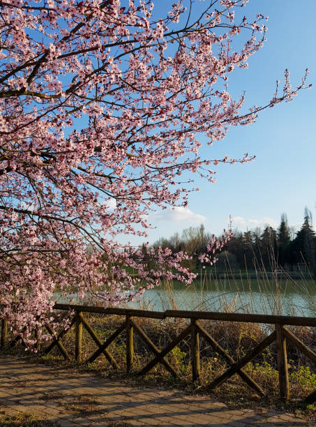 istock Peach trees in bloom on lake shore in spring 1310110581