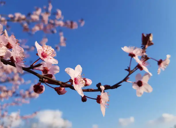 Close up of cherry and peach tree flowers during the spring bloom