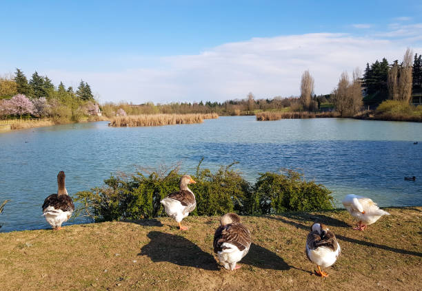 istock Ducks on shore of little lake in spring 1310110598