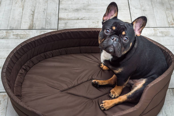 porträt eines hundes der rasse französisch bulldogge hautnah auf einem hundebett. - pets bed bedroom animal stock-fotos und bilder