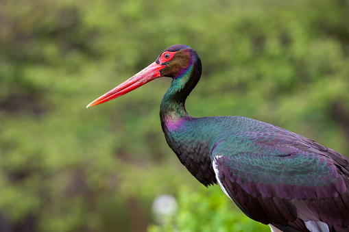 side face portrait of a rainbow colored black stork a blurry green background, Czech Republic