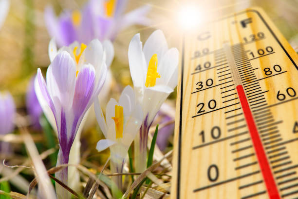 température chaude sur le thermomètre au printemps - pollen forecast photos et images de collection