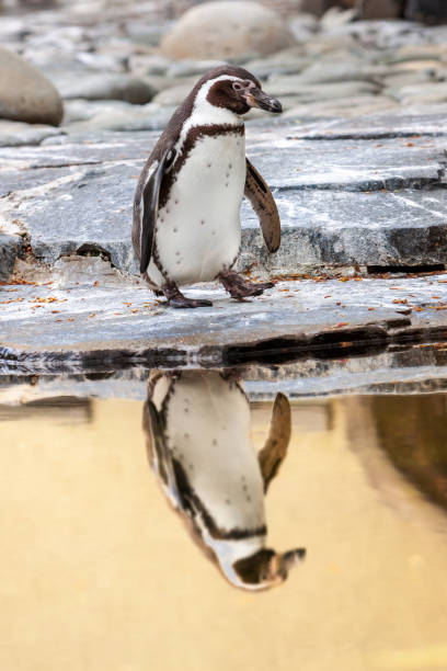 istock Penguin walking on rocky seashore with reflection on water 1310111769
