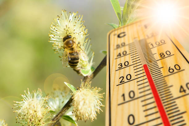 température chaude sur le thermomètre au printemps - pollen forecast photos et images de collection