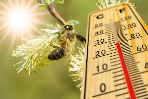 temperatura cálida en el termómetro en primavera - pollen forecast fotografías e imágenes de stock